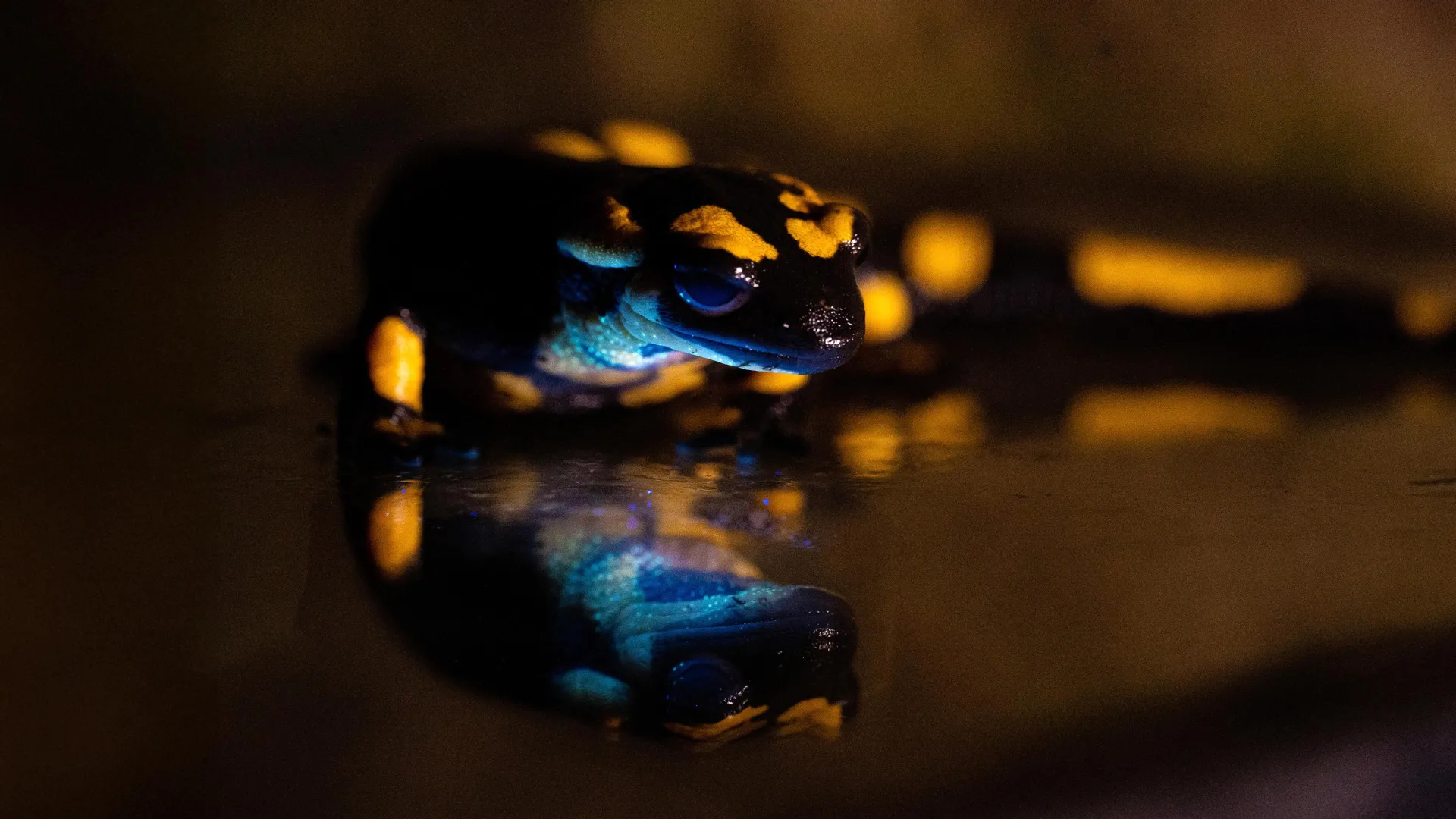 Scientists discover a secret glow in toxic fire salamanders