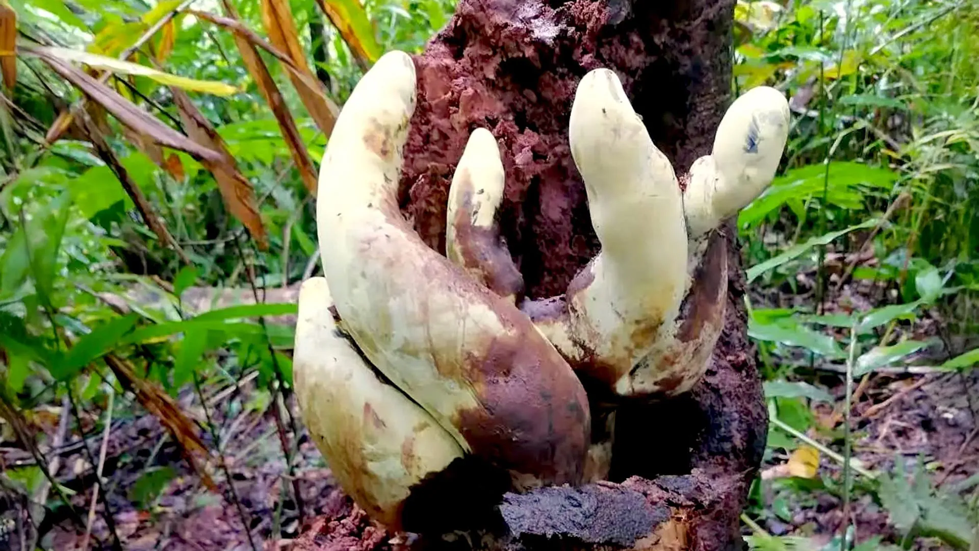 D-Rex Is a Giant Fungus Unlike Any Other