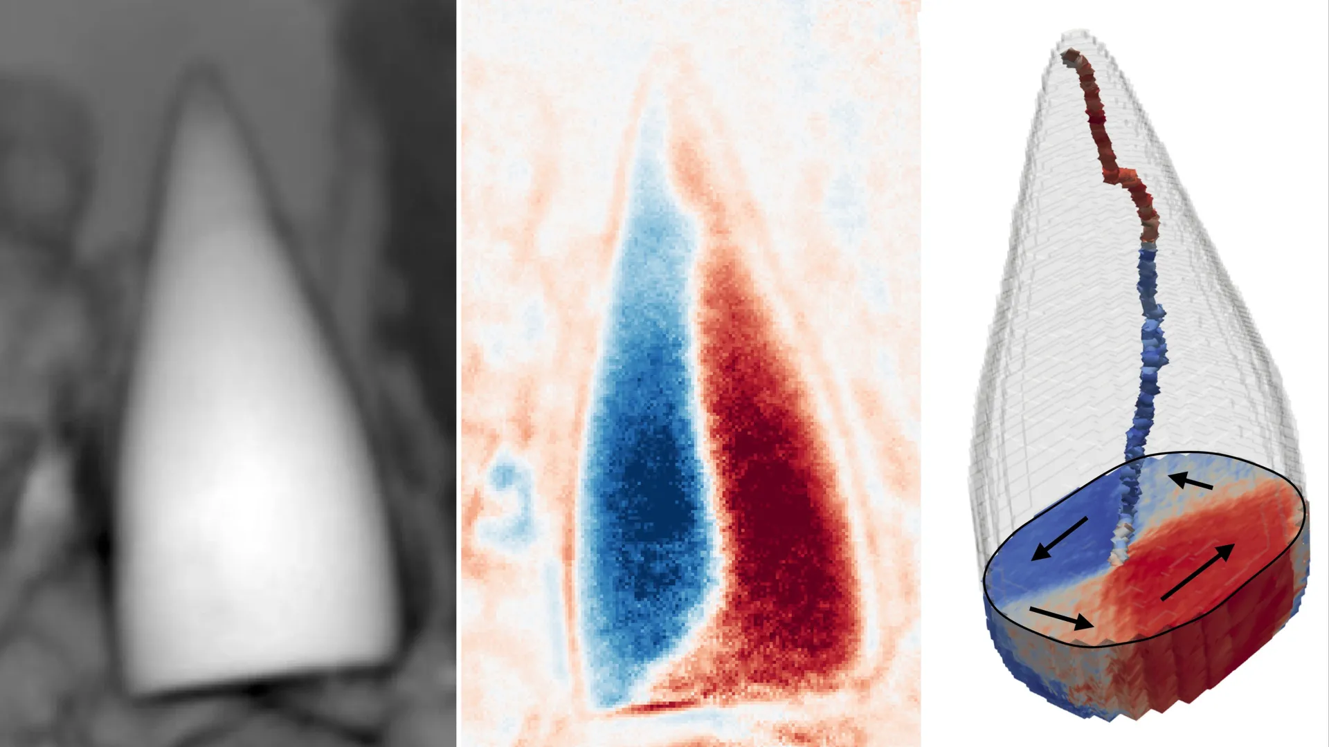 97-Million-Year-Old Animal GPS Discovered