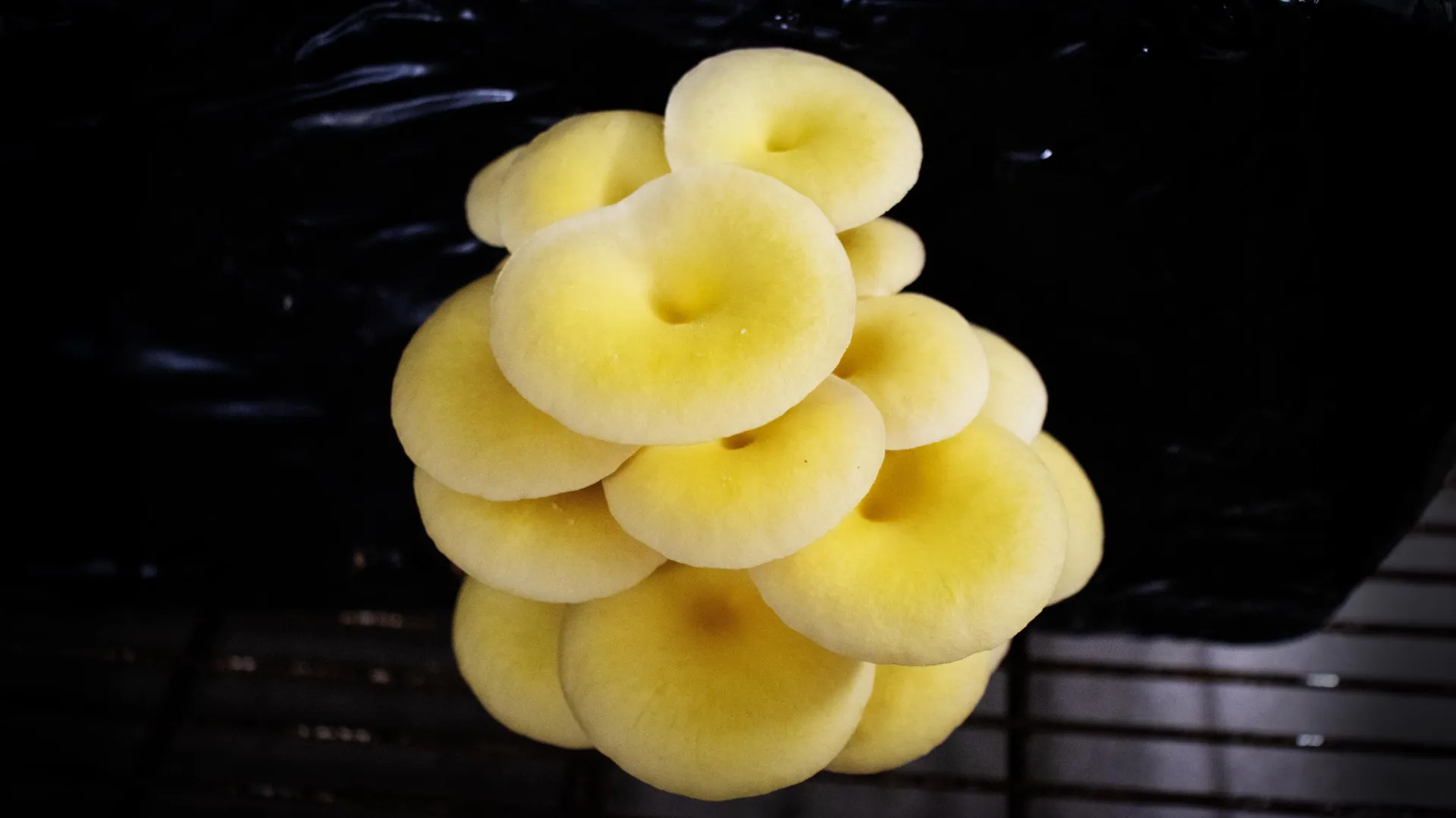 Scientists warn about golden oyster mushrooms sold in Florida markets