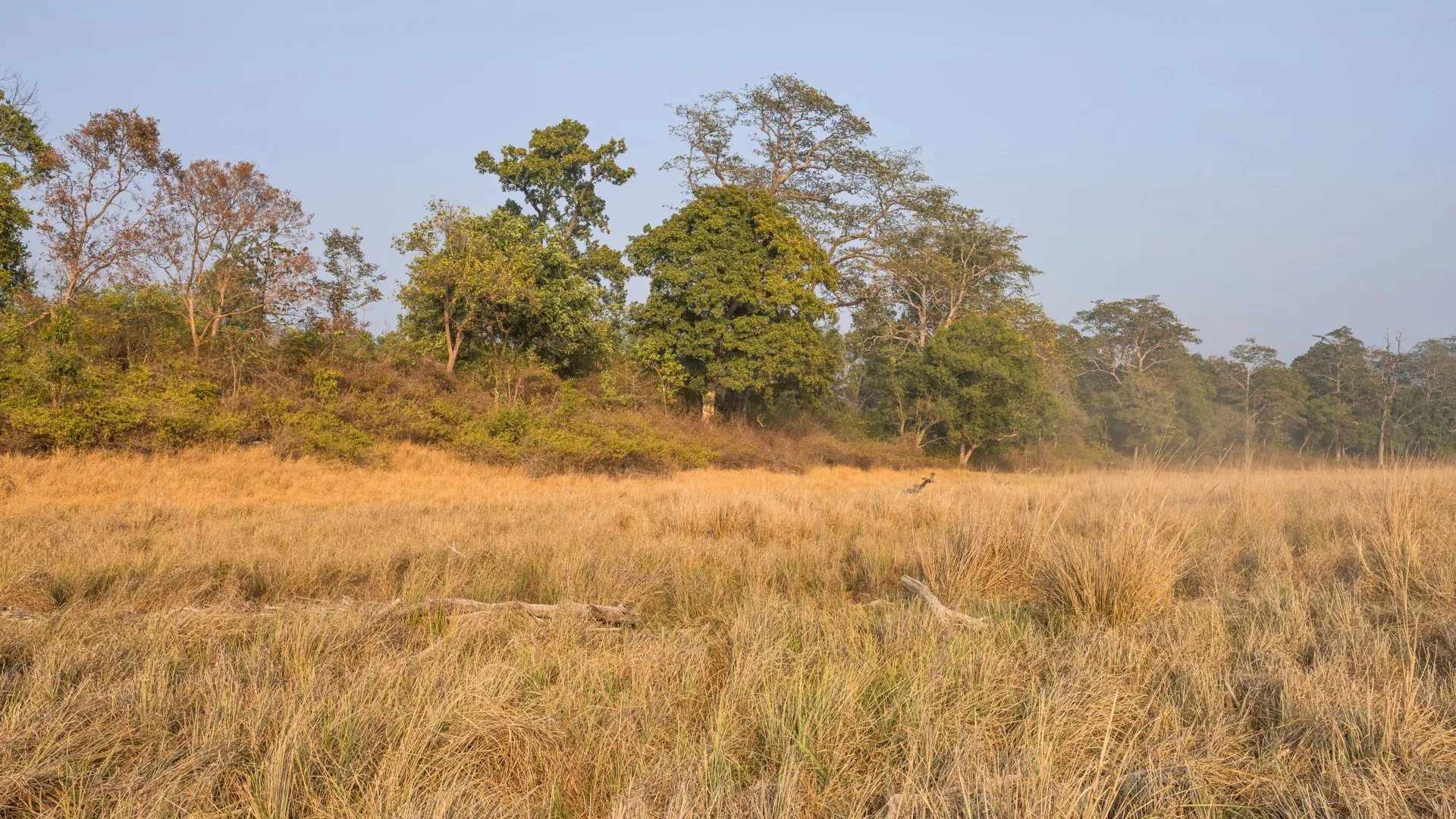 India’s Savannas Are Older Than We Thought