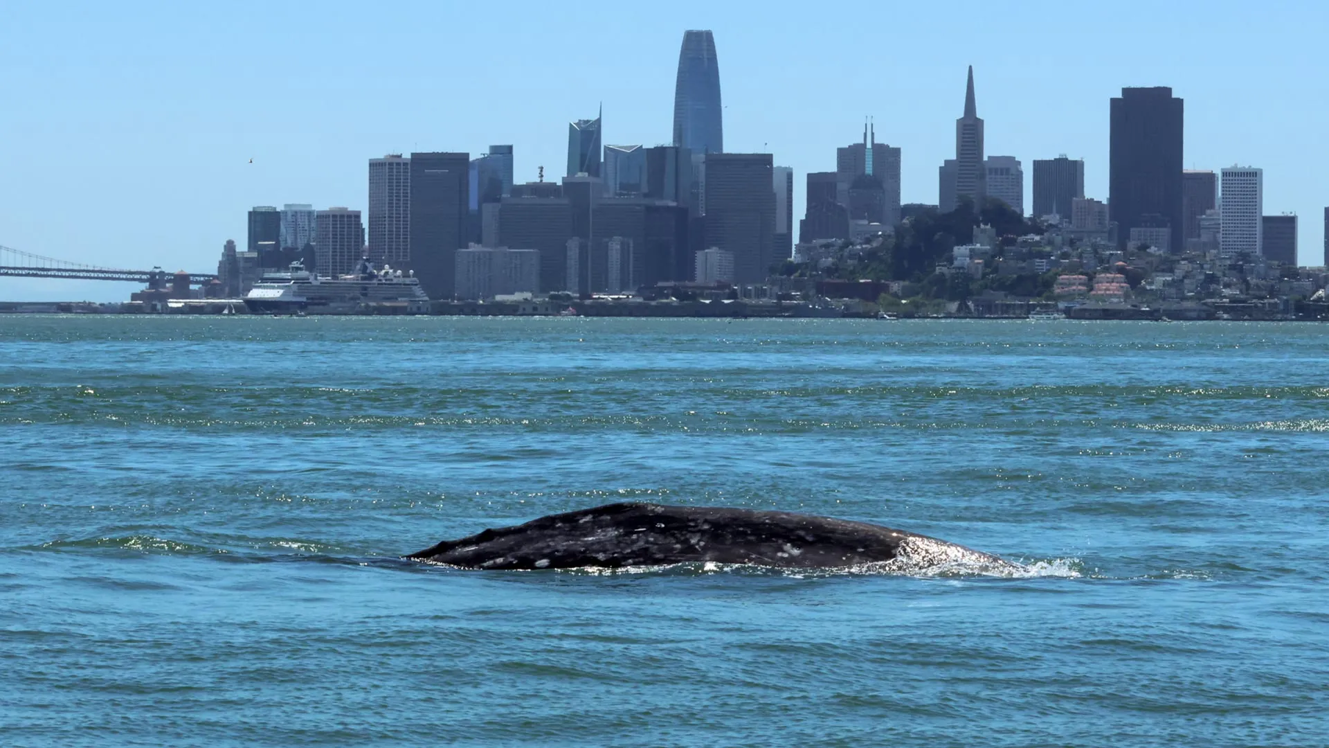 SF Bay Turns Deadly for Gray Whales