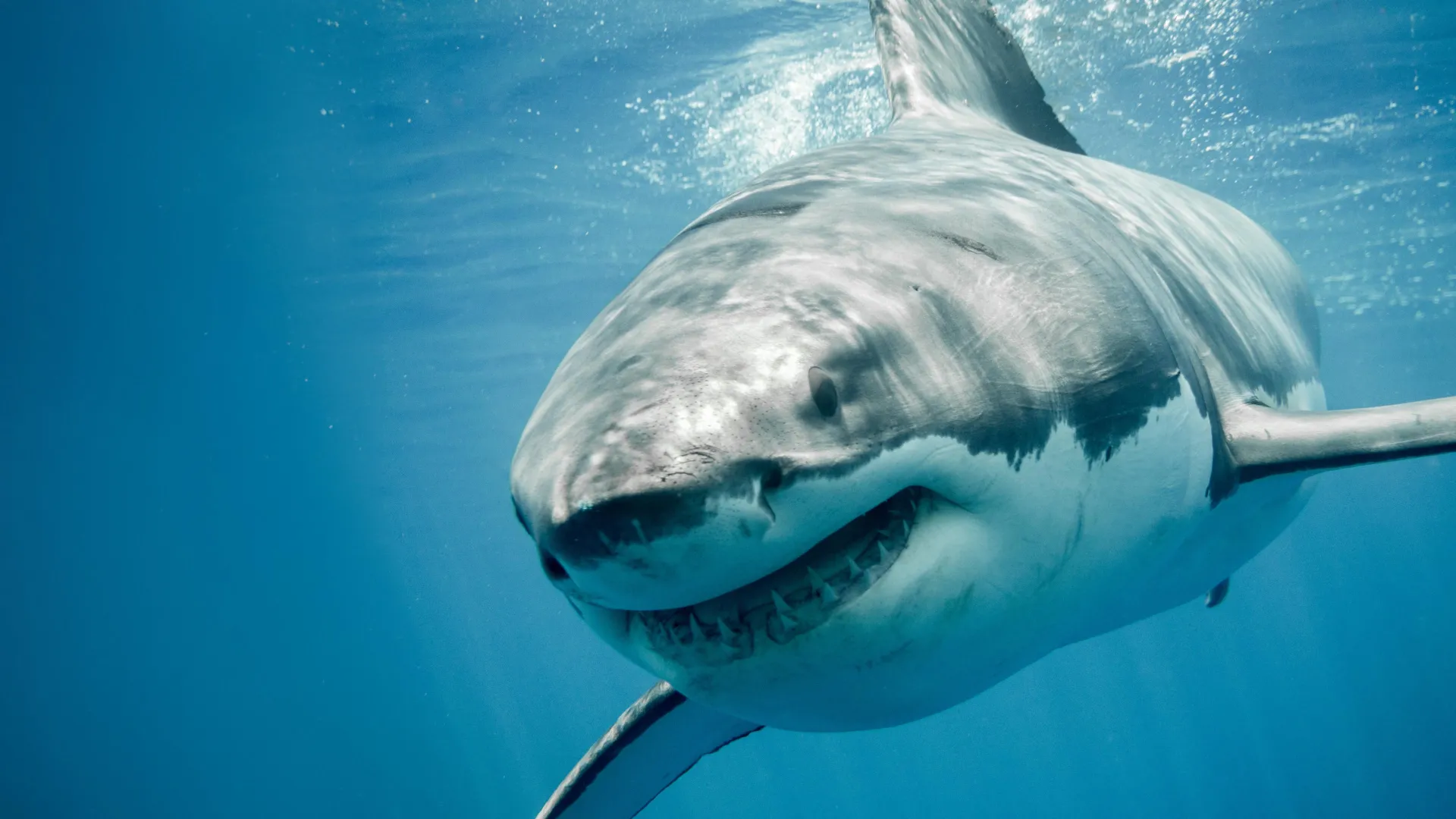 Great White Sharks Have A DNA Mystery Science Still Can t Explain Great White Sharks Have A DNA Mystery Science Still Can t Explain
