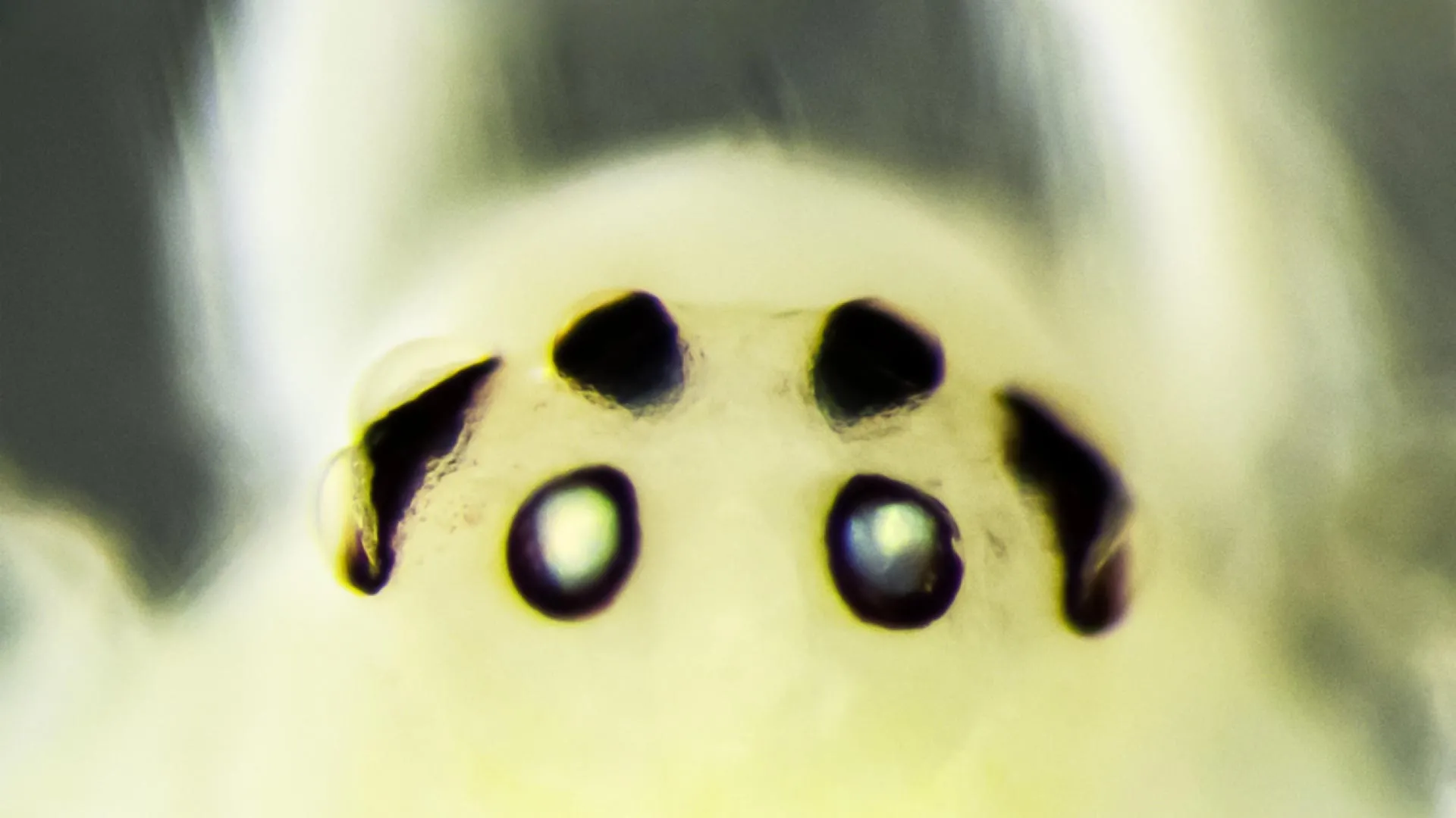 Happy-Face Spider Found in Himalayas