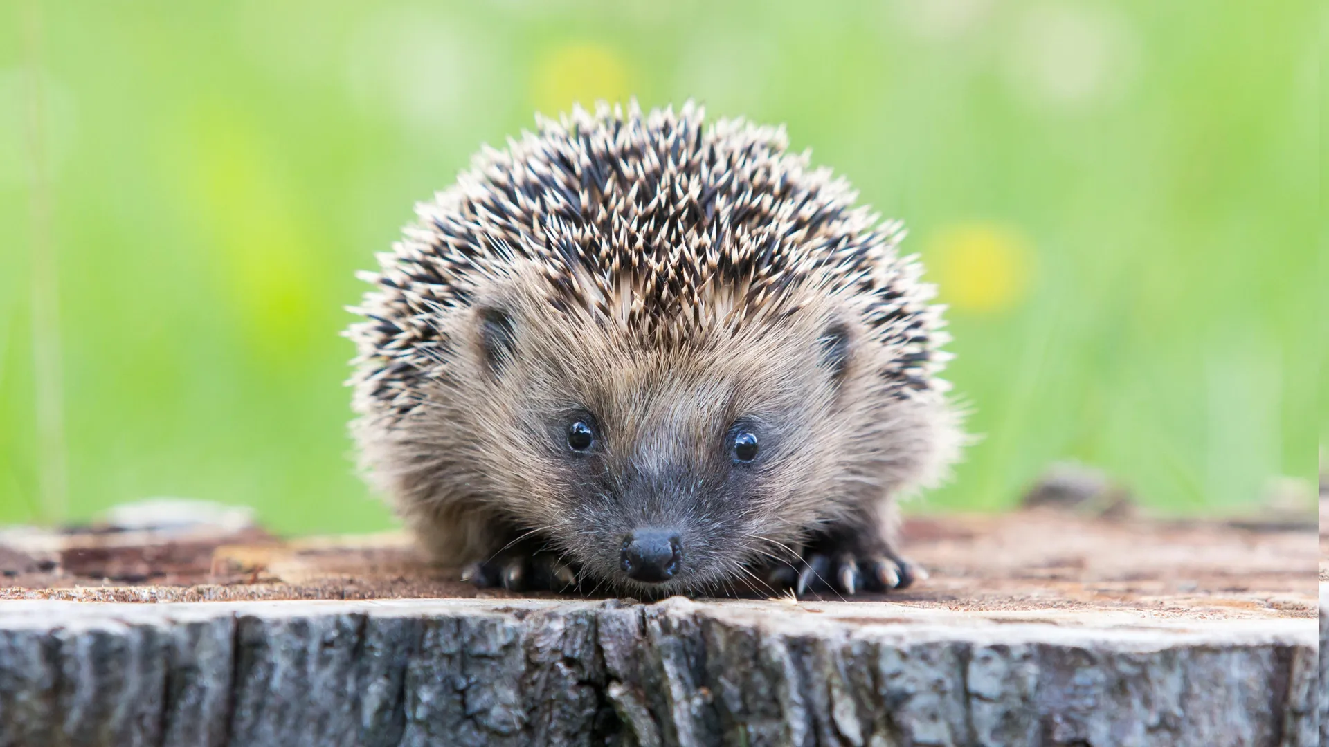 Hedgehogs Can Hear Ultrasound