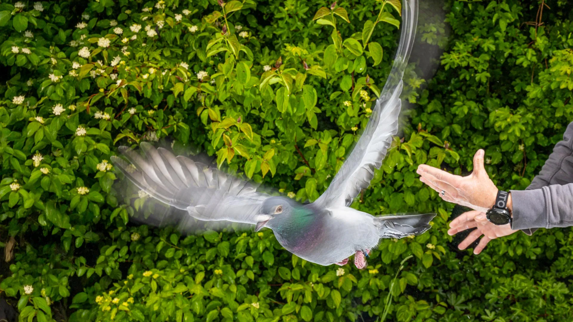 The secret to pigeons’ incredible navigation was hiding in their liver
