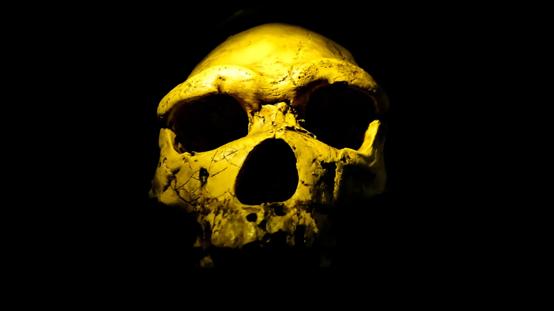 Homo erectus Appeared Earlier Than Thought