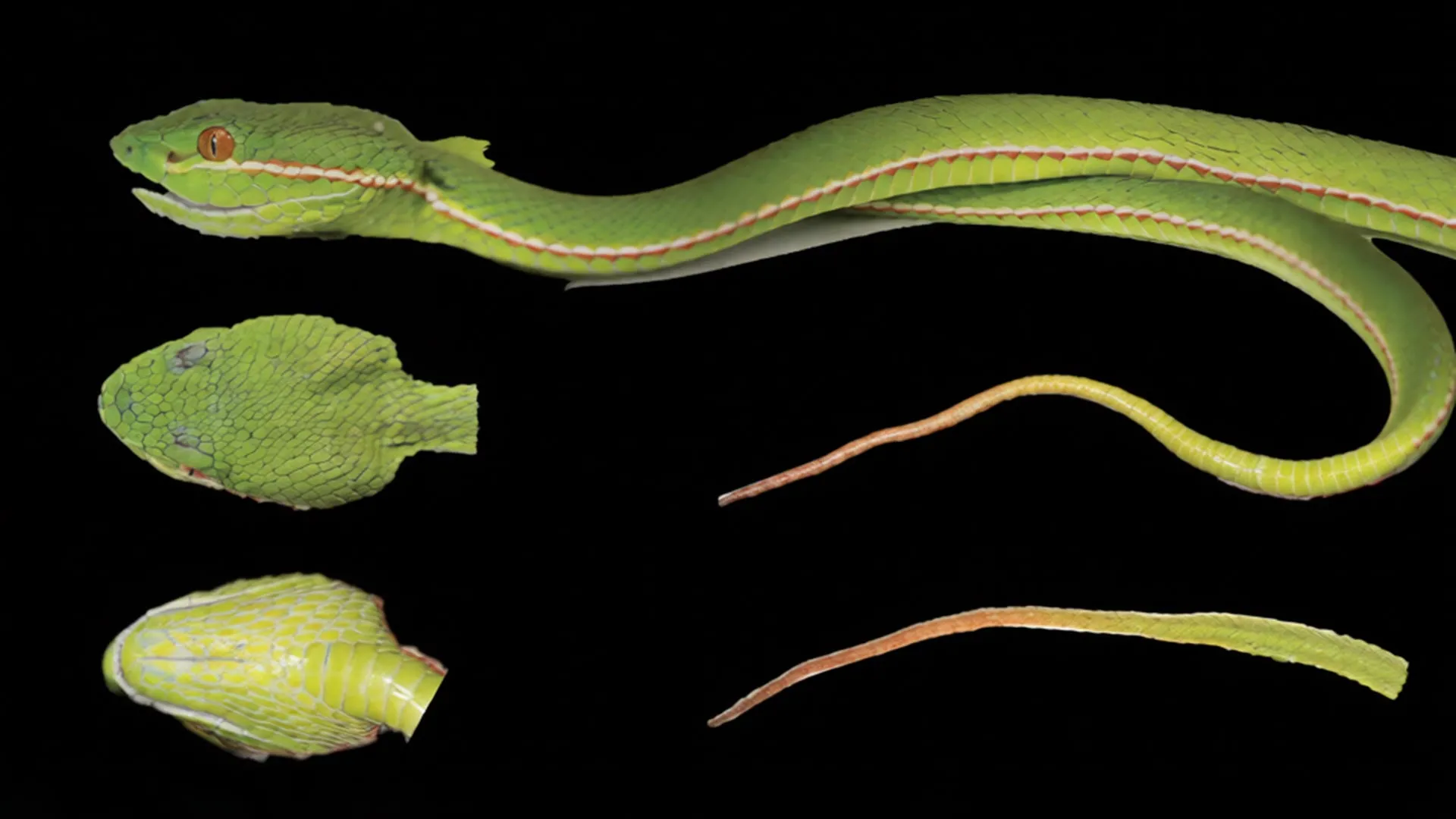 DNA, Çin'de gizli bir yılan türünü ortaya çıkardı