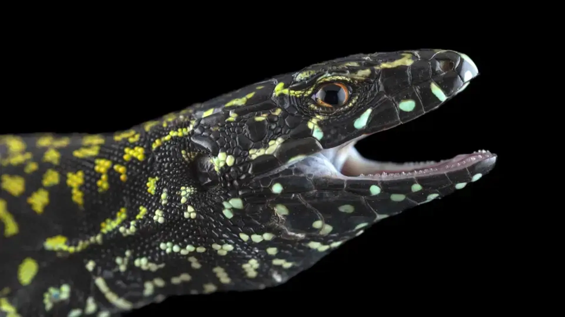 “Hulk” Lizards Erase Ancient Evolution