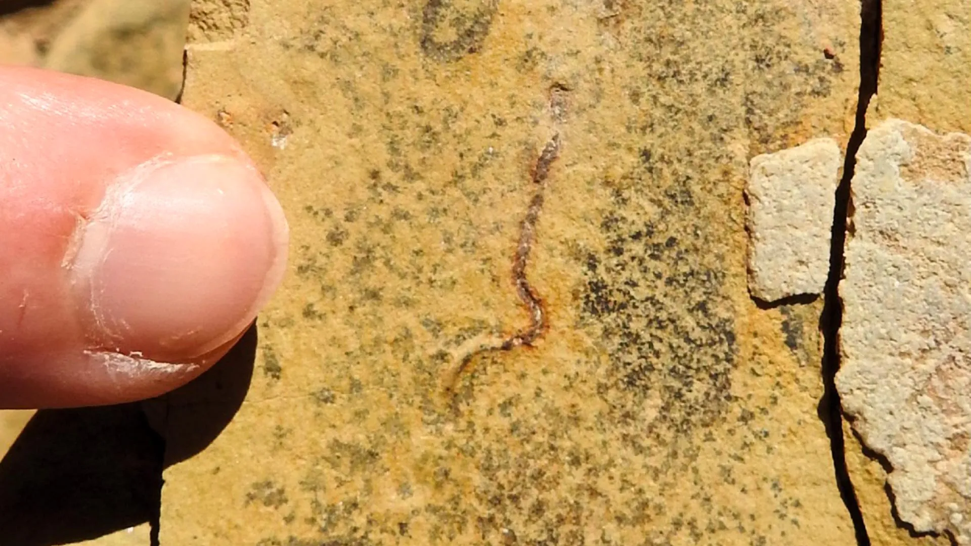 Stunning fossil discovery challenges the origins of animal life