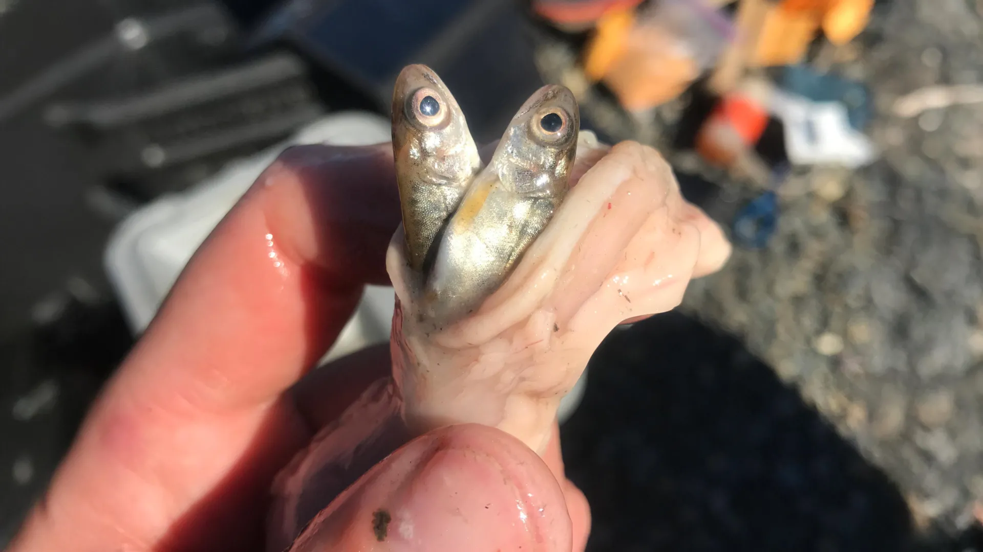 Pike Eat More in Warming Alaska Rivers