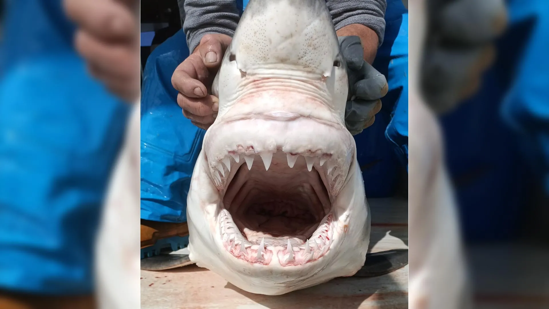 Rare Great White Shark Found in Spain