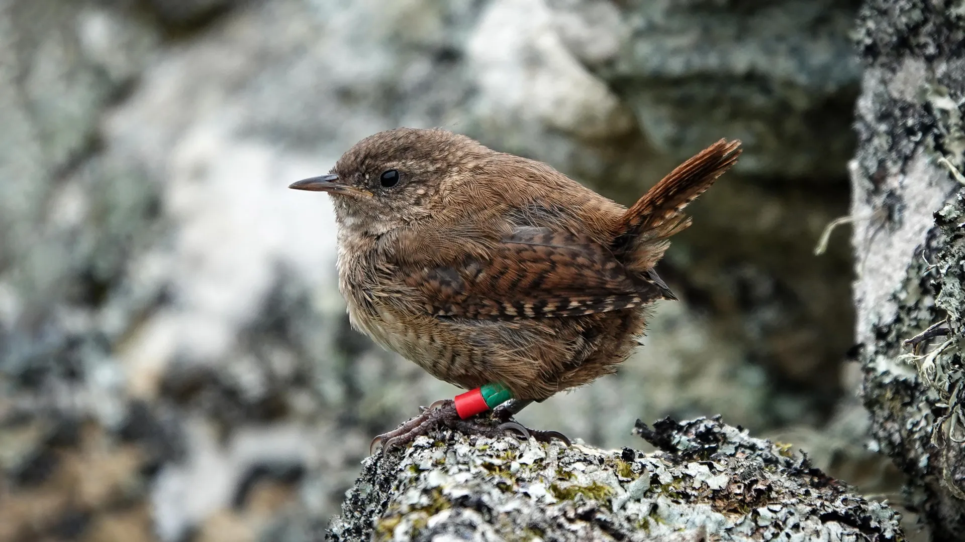 Tiny Scottish Wrens Turned Into Giants