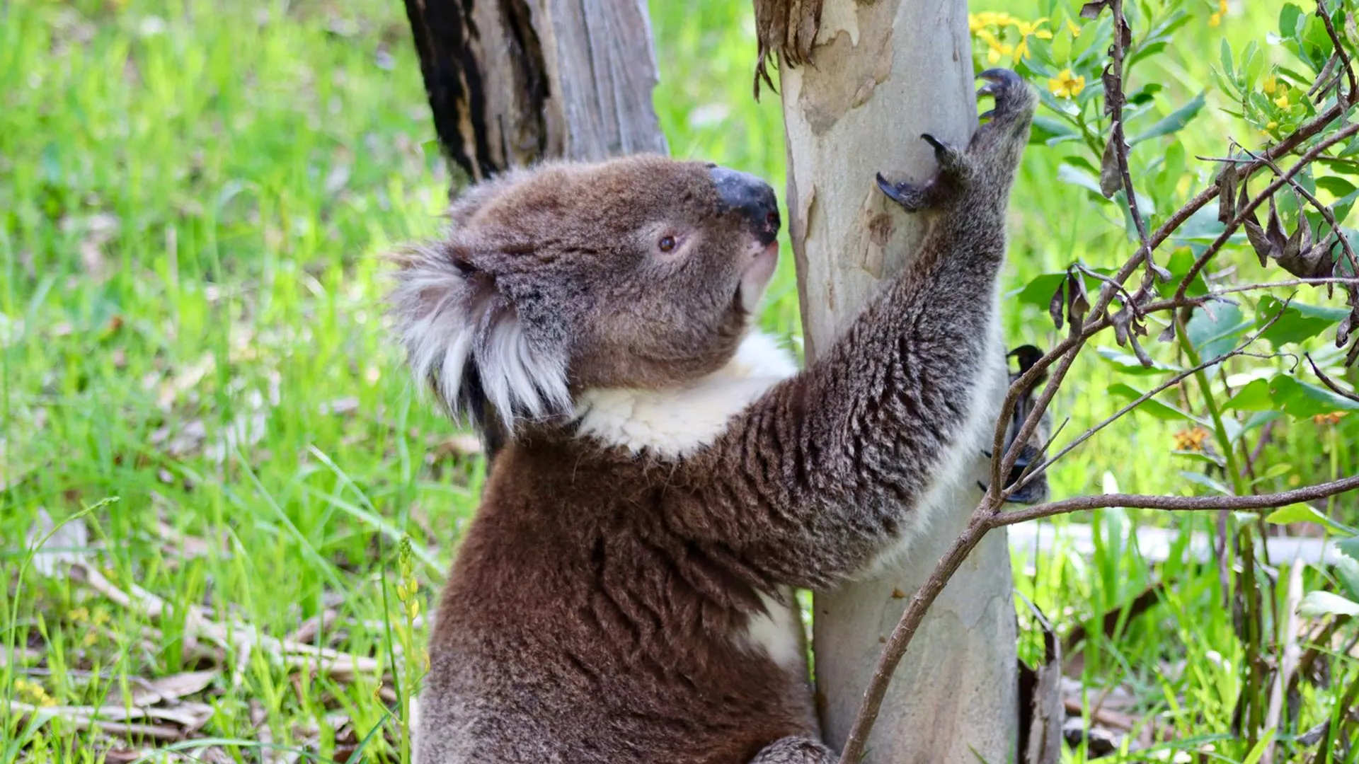 Too Many Koalas? Scientists Are Worried