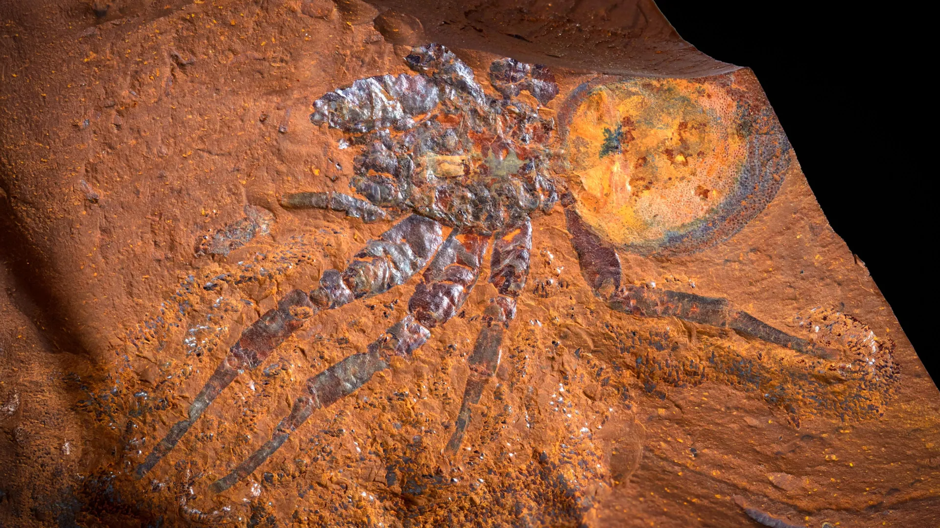 Scientists find perfect fossils in rust beneath Australian farmland