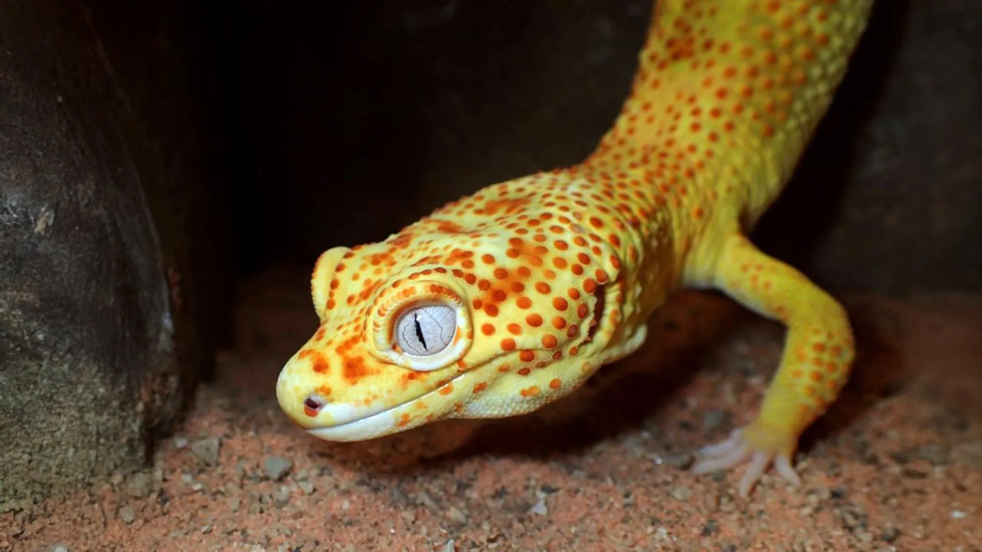 Pet Gecko May Advance Cancer Research