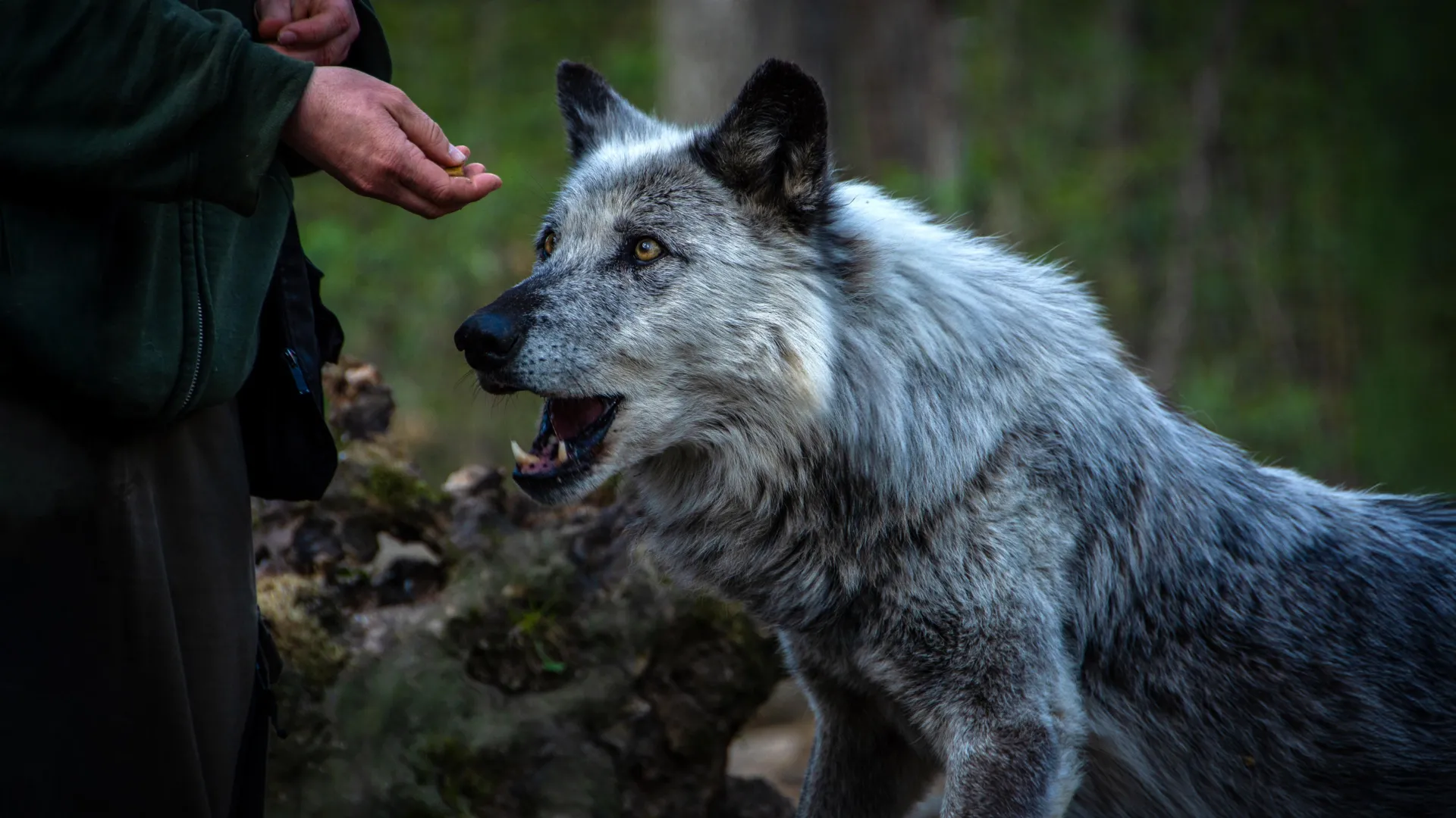 How Dogs Evolved Alongside Humans
