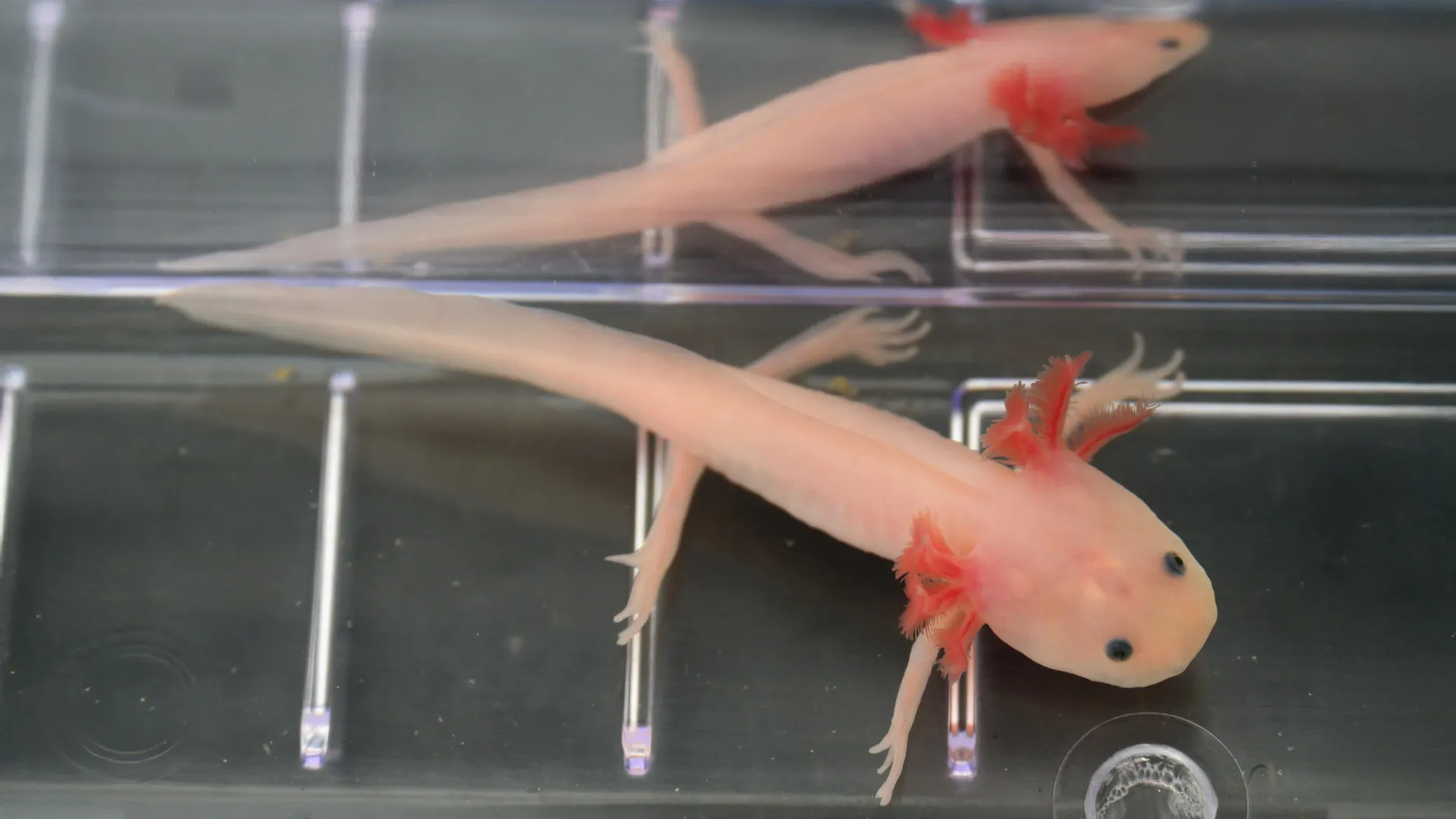 Scientists found the “holy grail” gene that could one day help humans regrow limbs