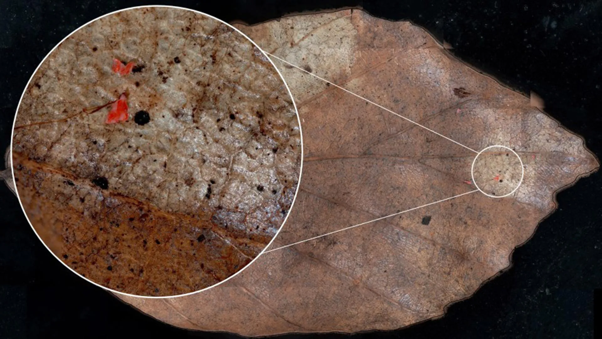 Microplastics are falling from the sky and polluting forests