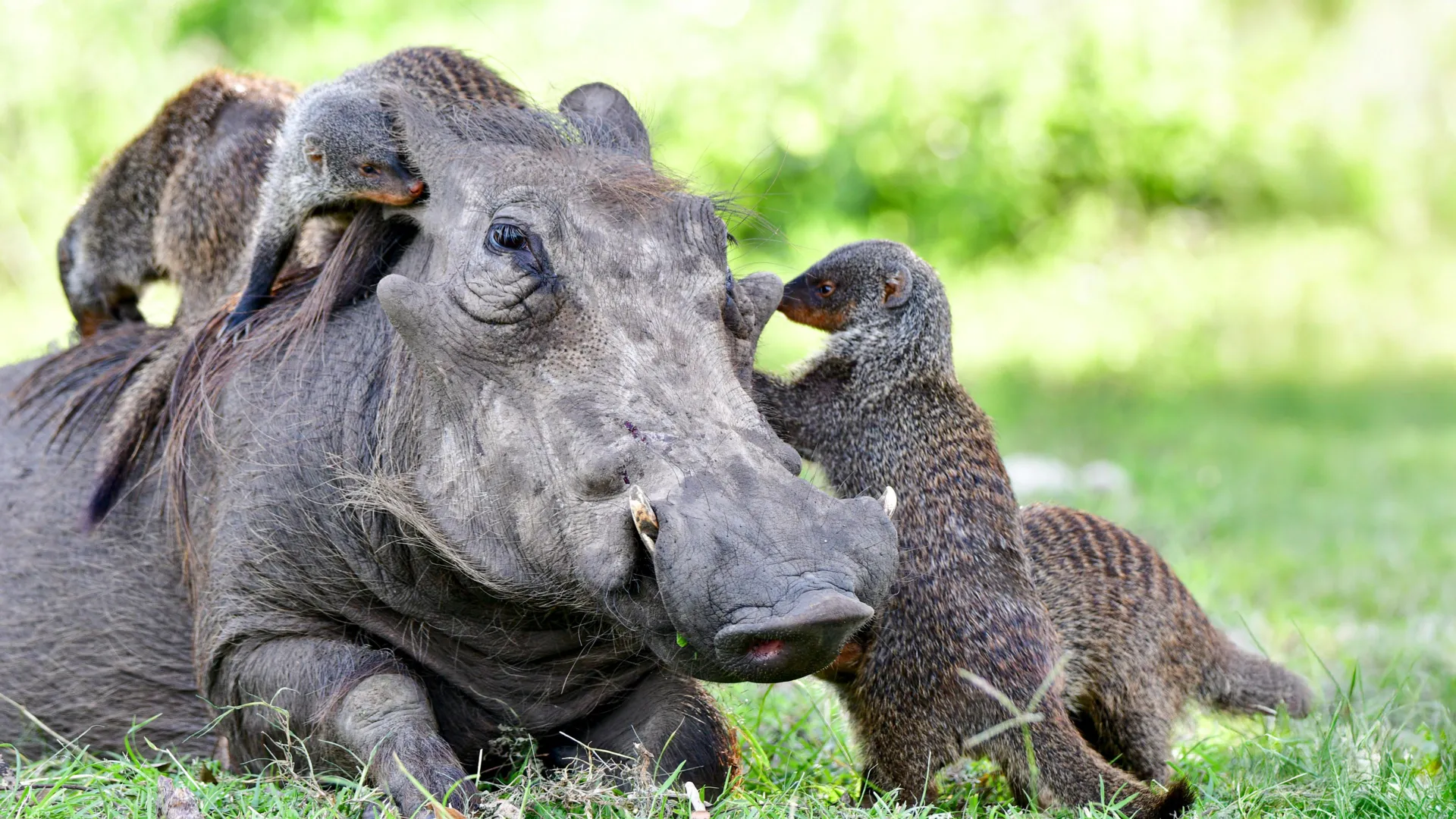The Secret Language of Animal Cooperation