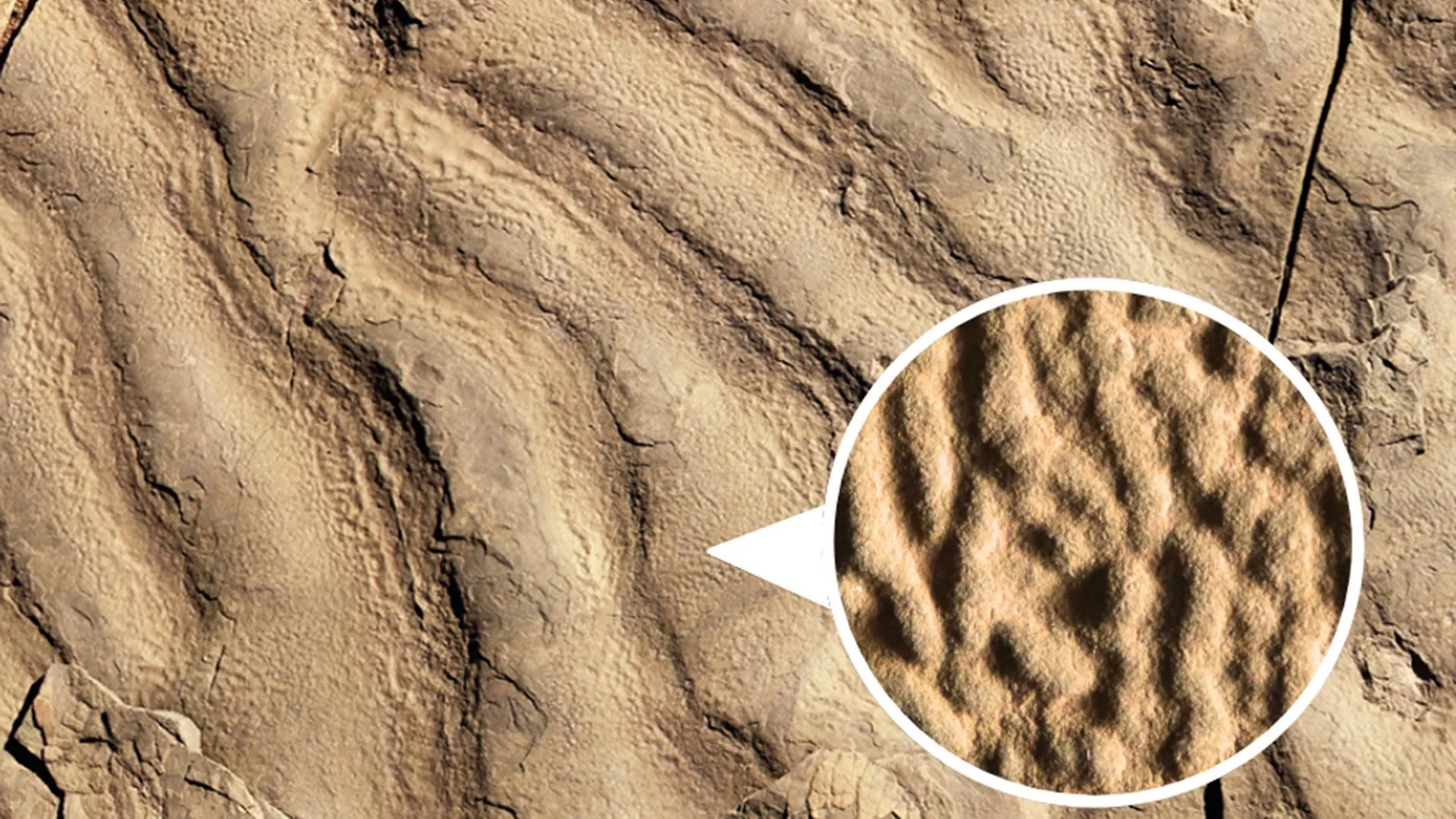 Strange “elephant skin” rocks reveal ancient life in the dark ocean