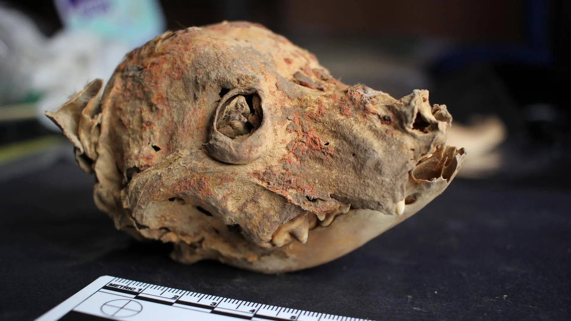 Archaeologists Discover 1,200-year-old Mummified Hairless Dog in Peru