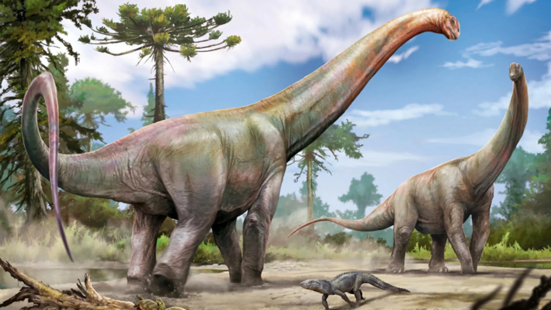 Giant New Dinosaur Found in Brazil