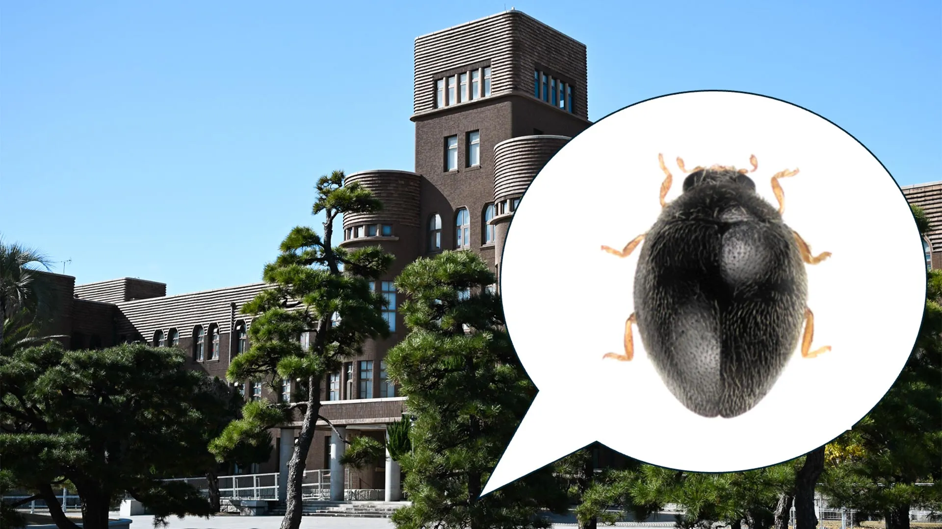 Researchers discover new beetle species hiding just steps from their lab