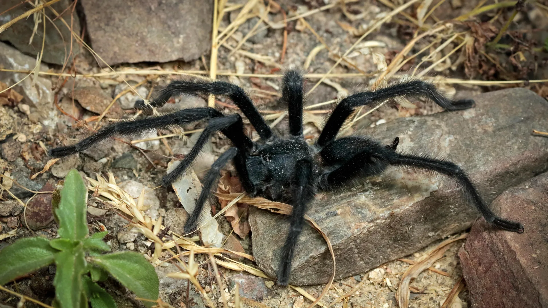 Fierce Tarantulas Evolved Giant Arms