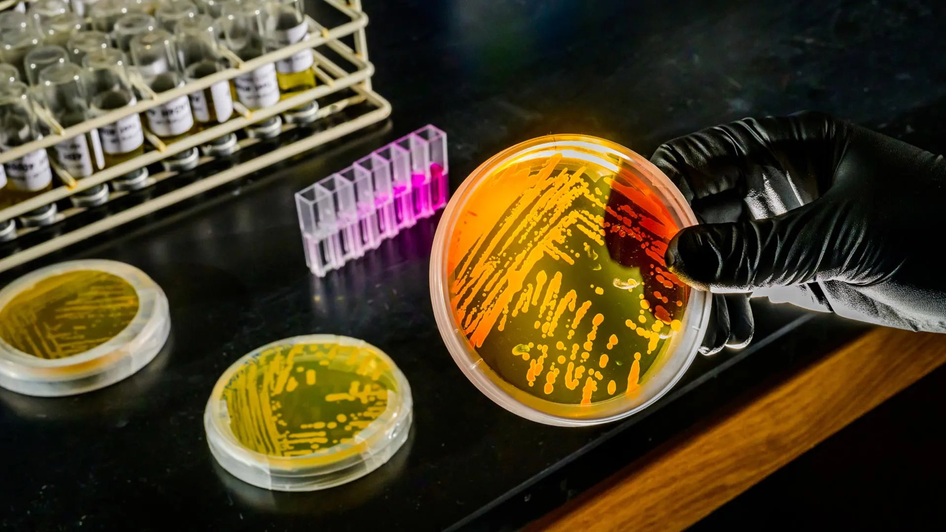 Tiny Ocean Microbe Thrives as Seas Warm