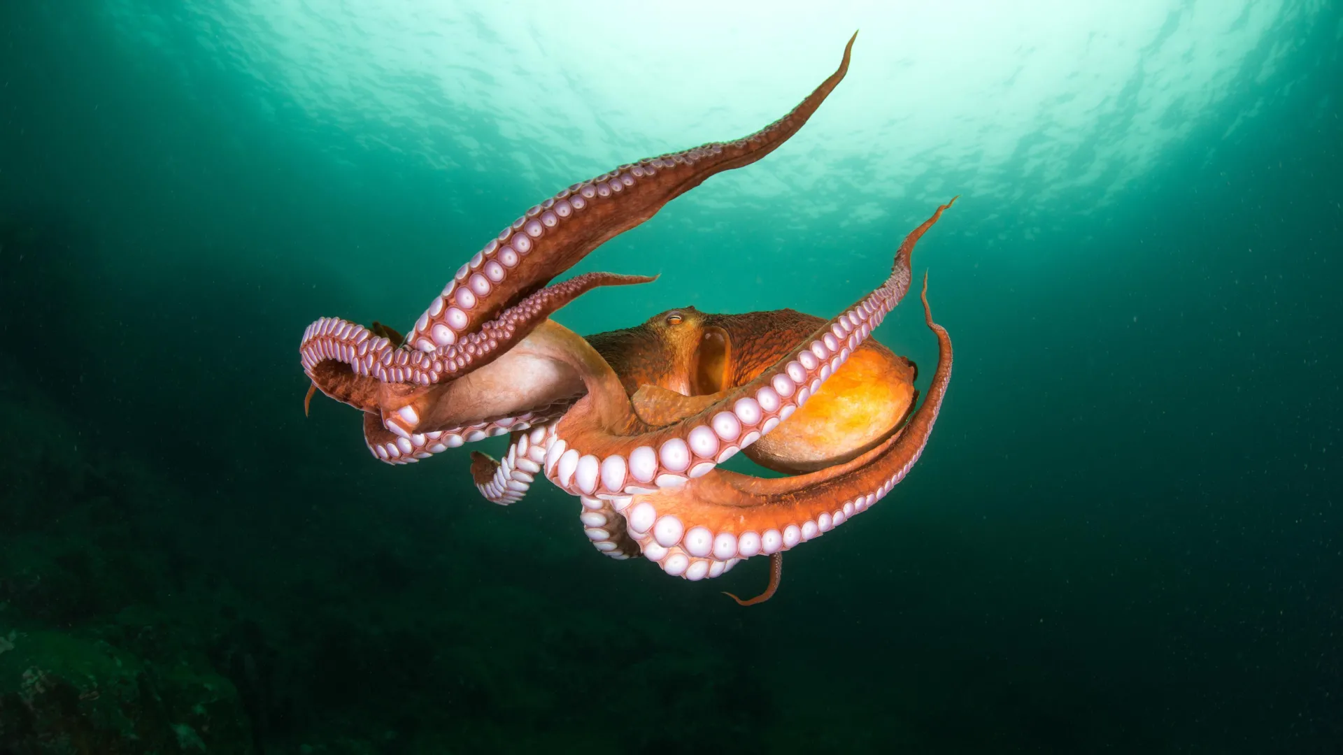 Scientists Find a Surprising Genetic Twist Behind Octopus Intelligence
