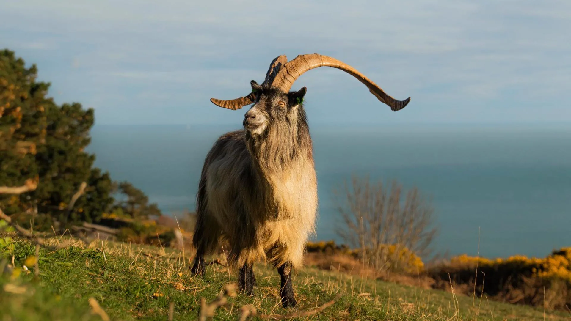 Ireland’s Old Irish Goat Has Survived 3,000 Years