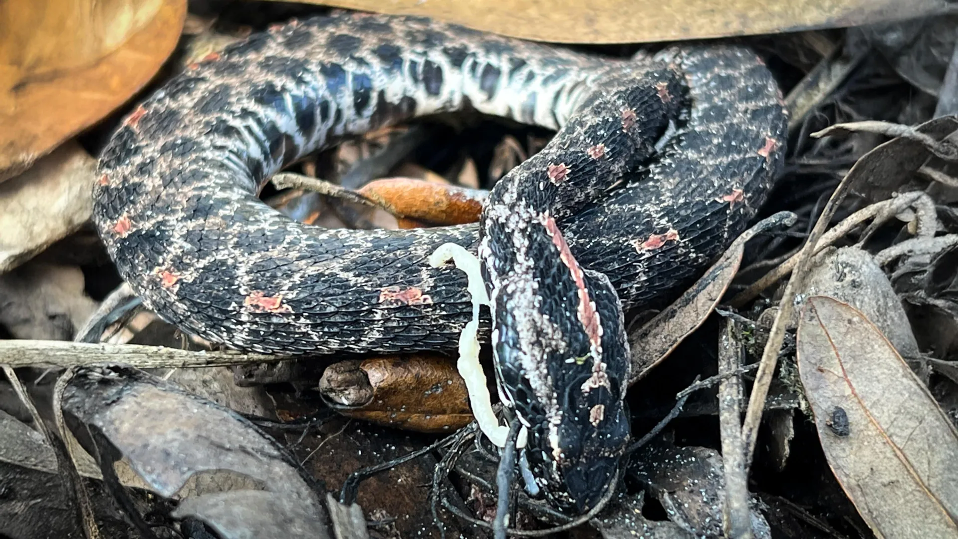 Deadly Fungus Is Spreading Among Wild Snakes