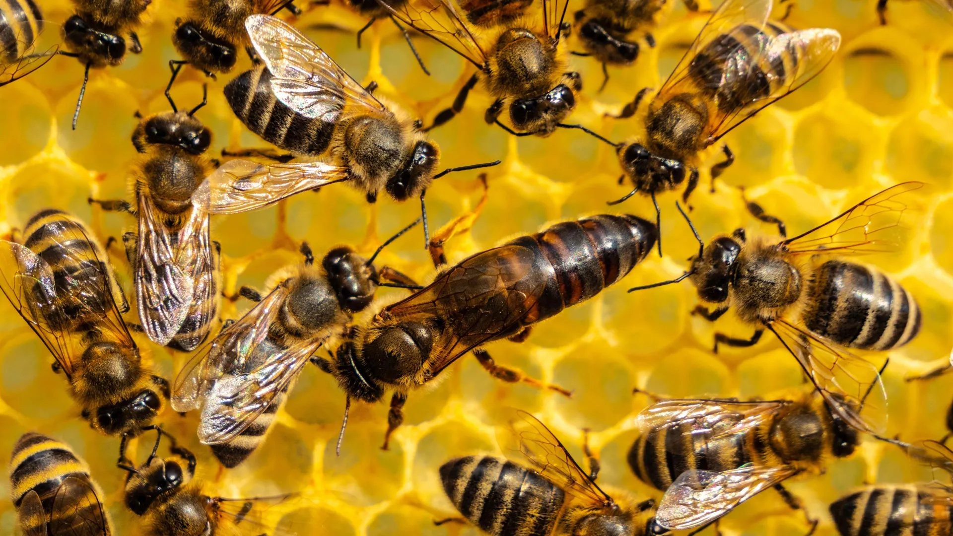 How Honeybees Really Make Their Queens