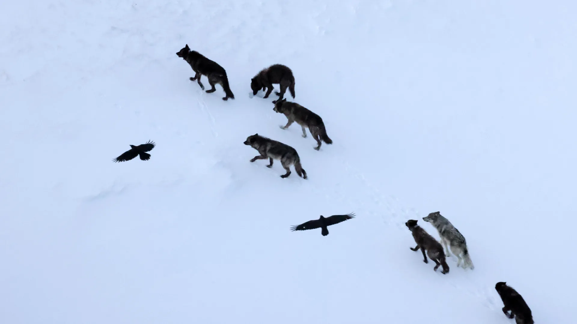 Scientists thought ravens followed wolves. They were wrong