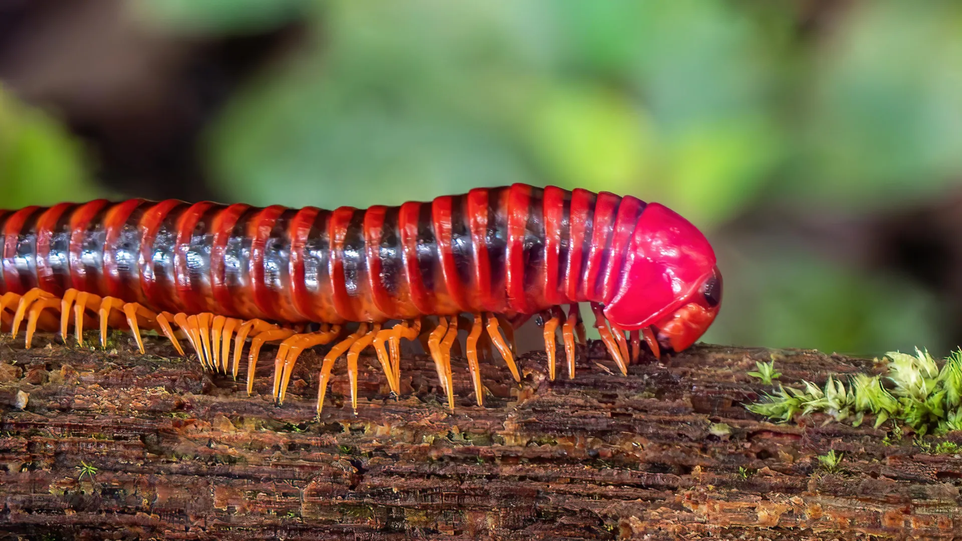 Millipedes beat vertebrates to land by 80 million years