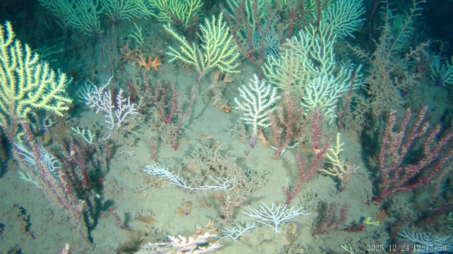 “Dead” Coral Reef Found Teeming With Life