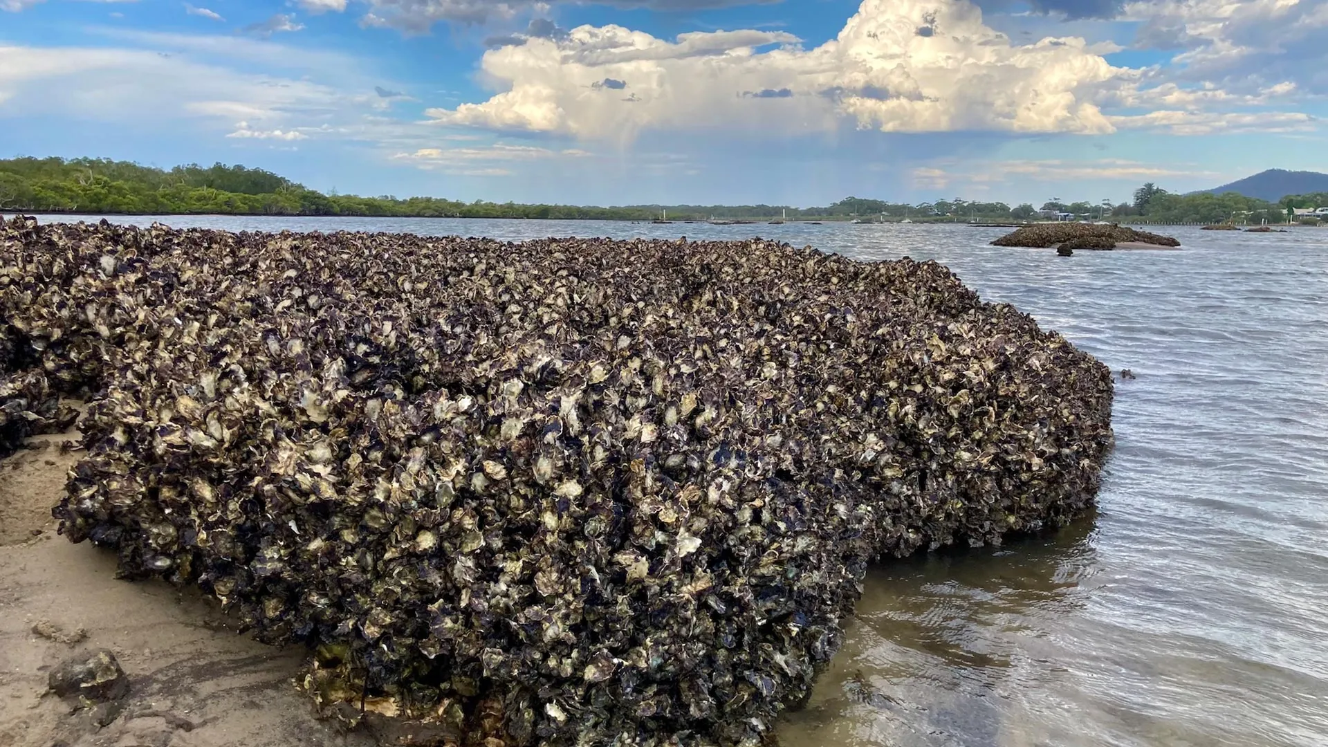 Perfect Design for Oyster Reefs