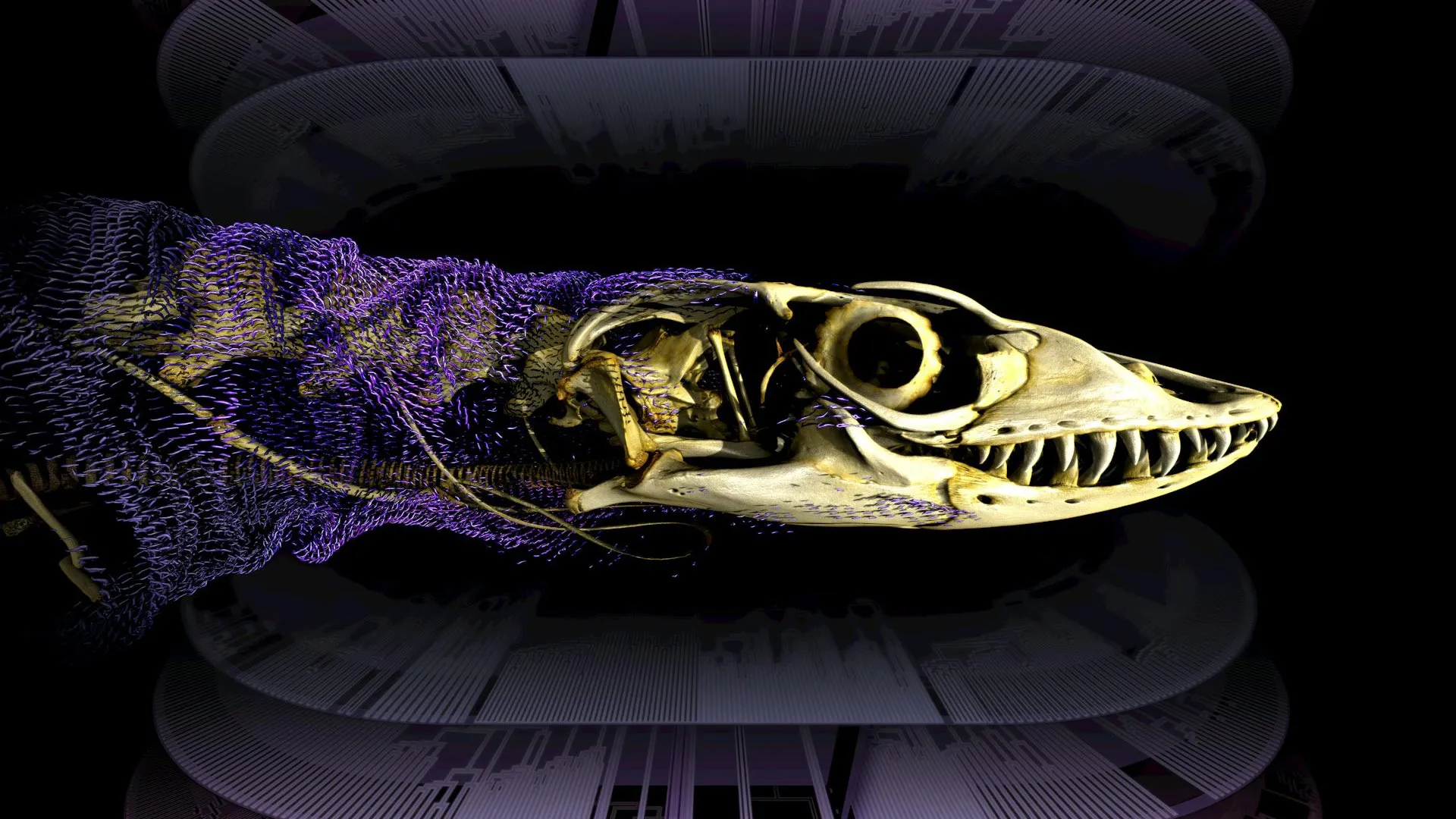 Reptiles Re-Evolved Bone Armor