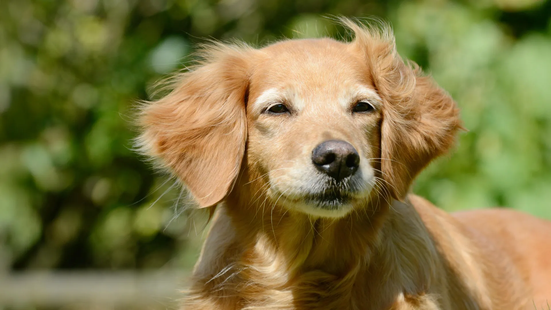 Dogs may hold surprising clues to human longevity