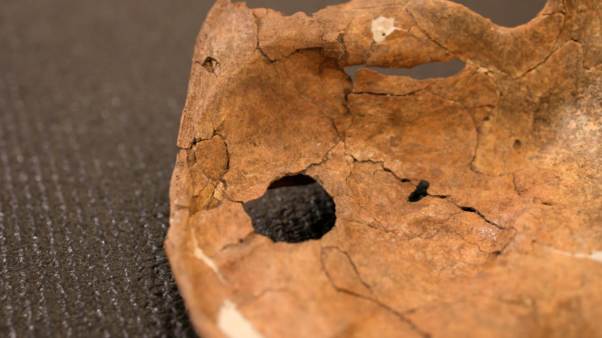 75,000-year-old Neanderthal may have been killed by a spear aimed at the heart