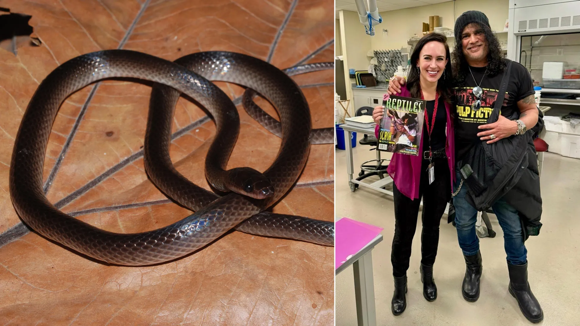 Scientists just named a new snake after Guns N’ Roses legend Slash