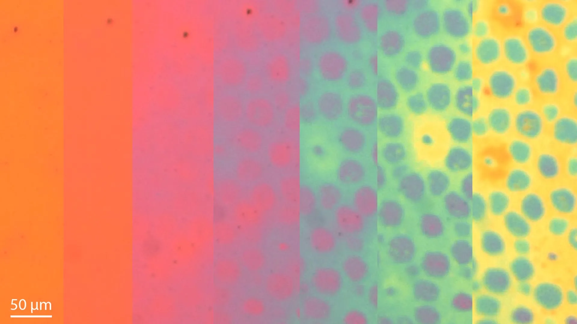 Shape-Shifting Material Mimics Octopus