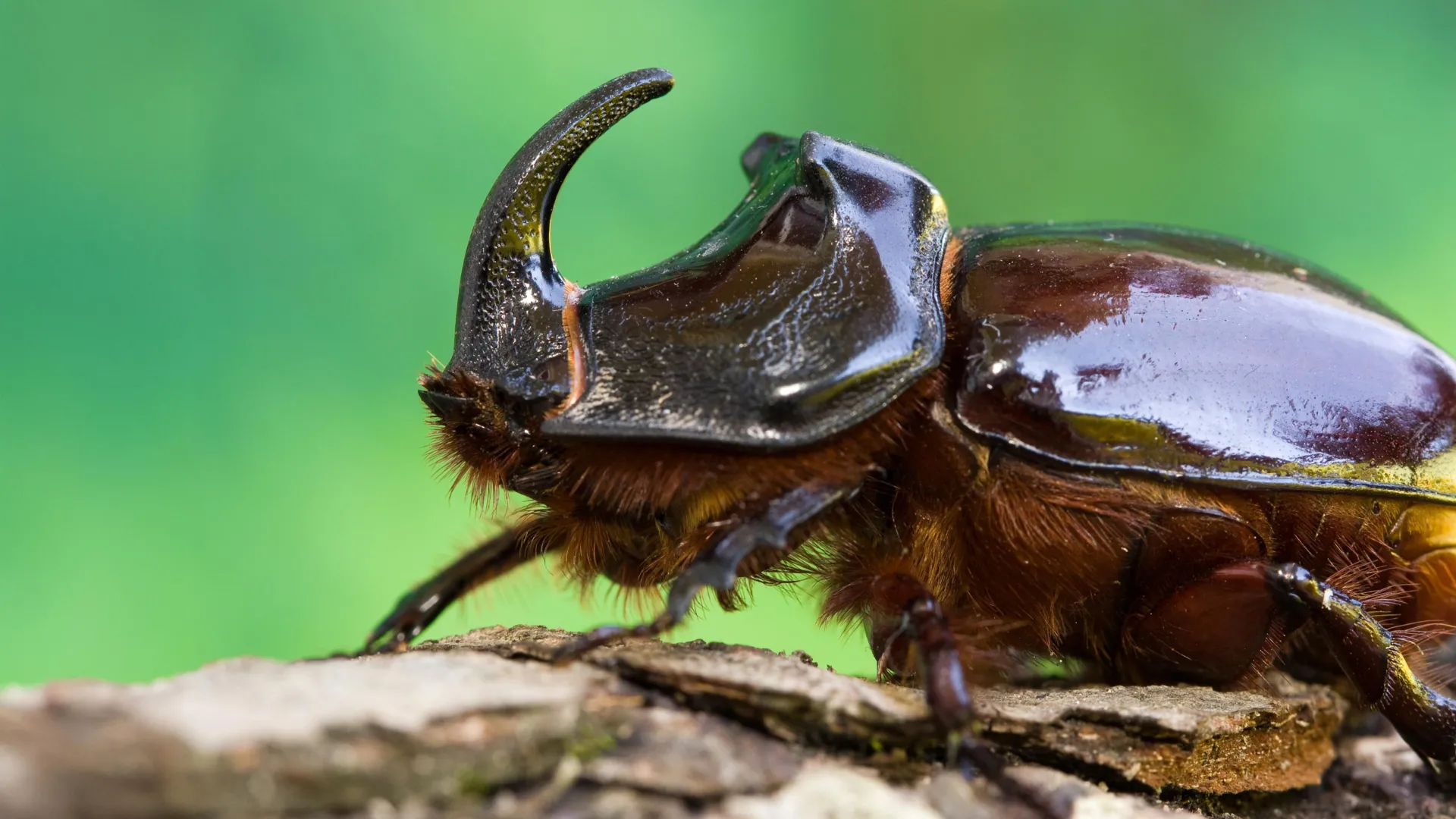 Tropical Insects Are a Global Blind Spot
