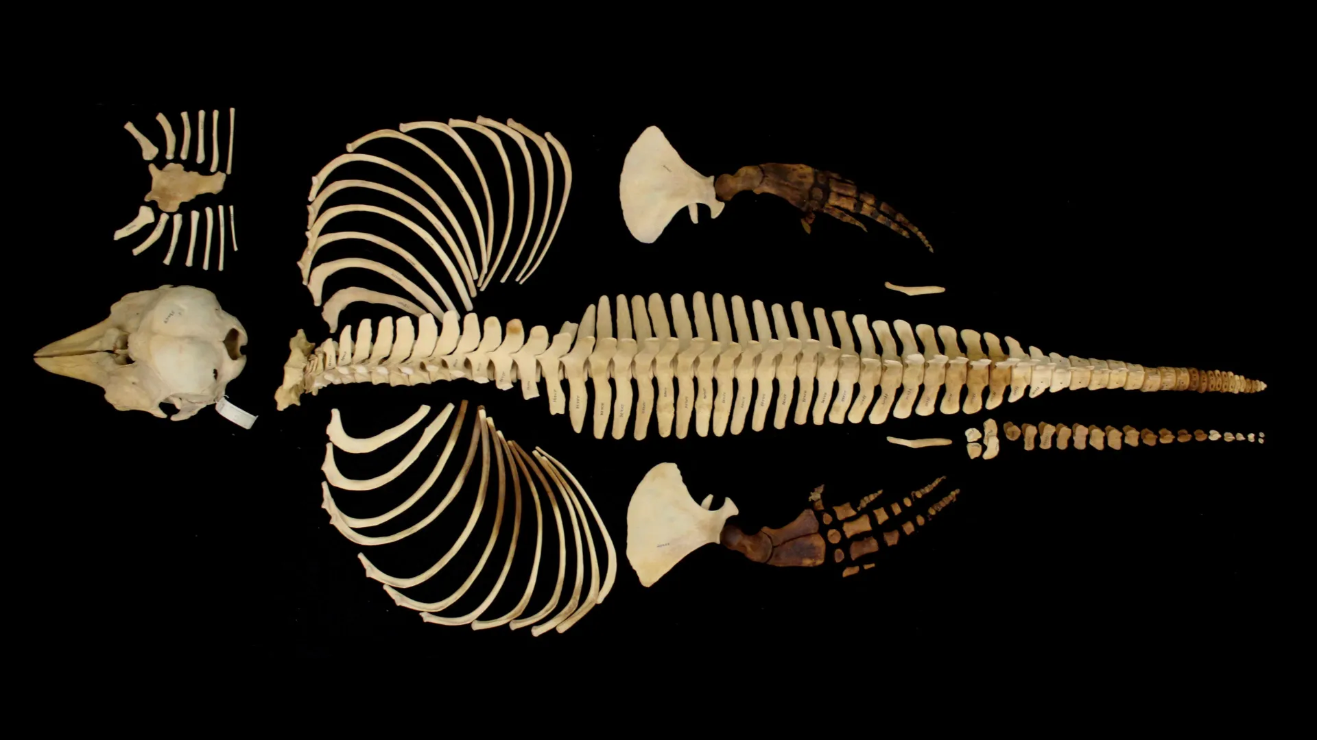 sciencedaily.com - On the brink of extinction, the vaquita gets a digital lifeline