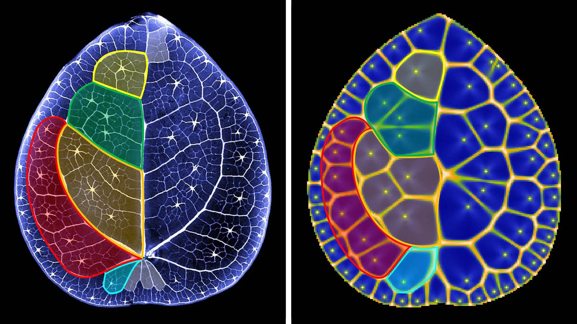 Scientists discover hidden math secret inside Chinese money plant leaves
