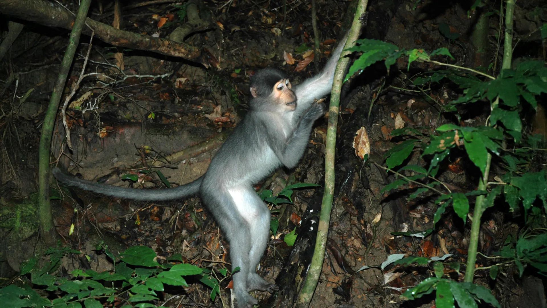 Tree-Climbing Monkeys Challenge Human Evolution