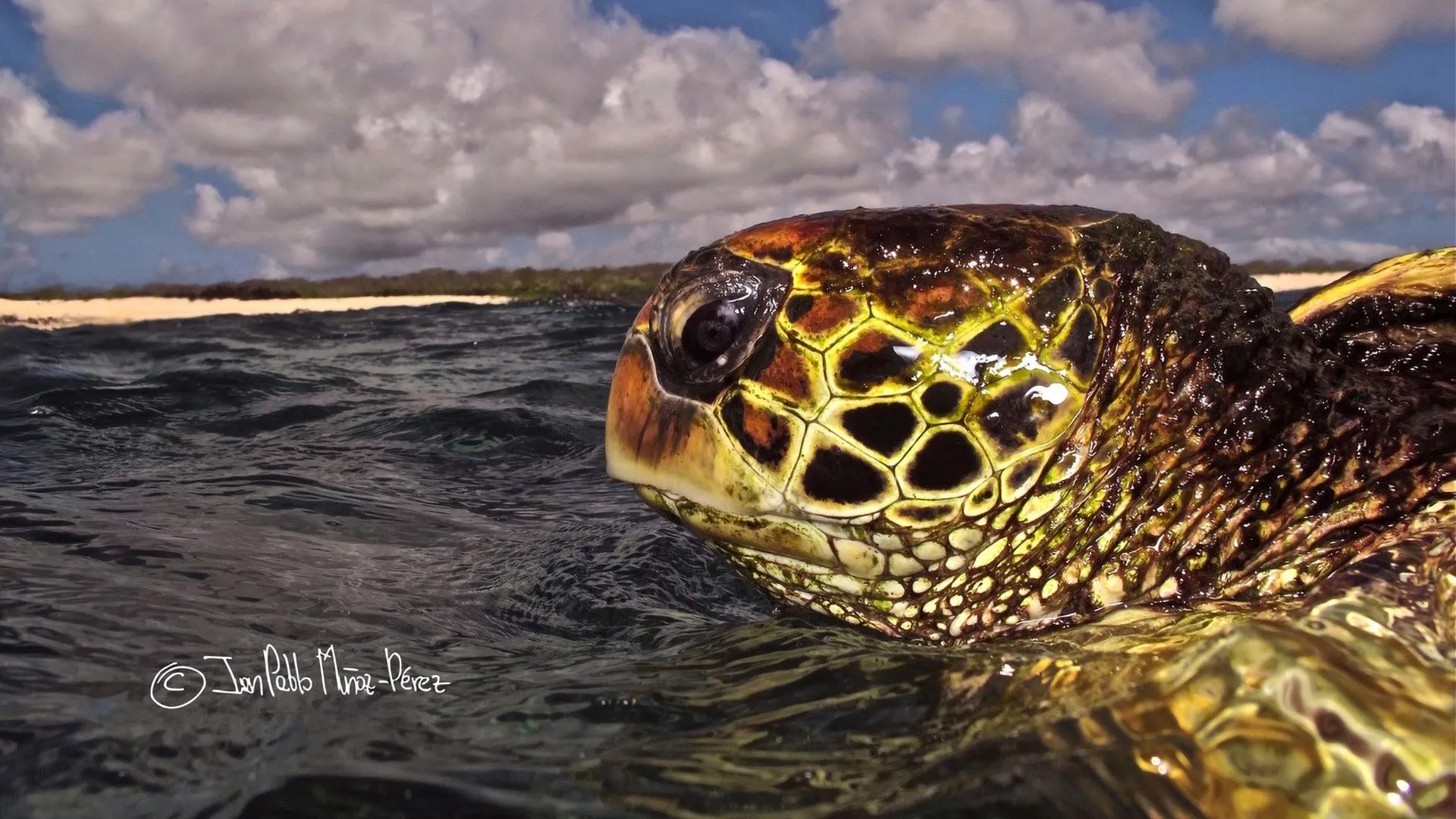 Scientists Expected These Galápagos Sea Turtles to Wander. They Stayed Put