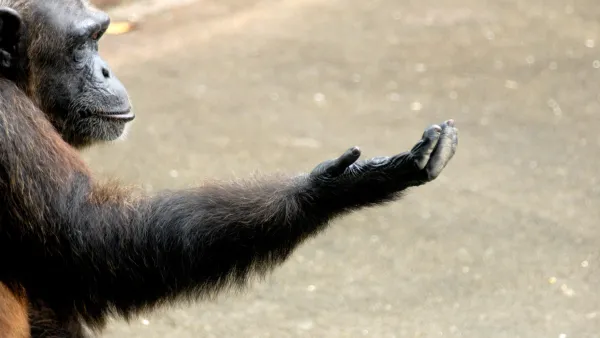 Why Humans Became Right-Handed